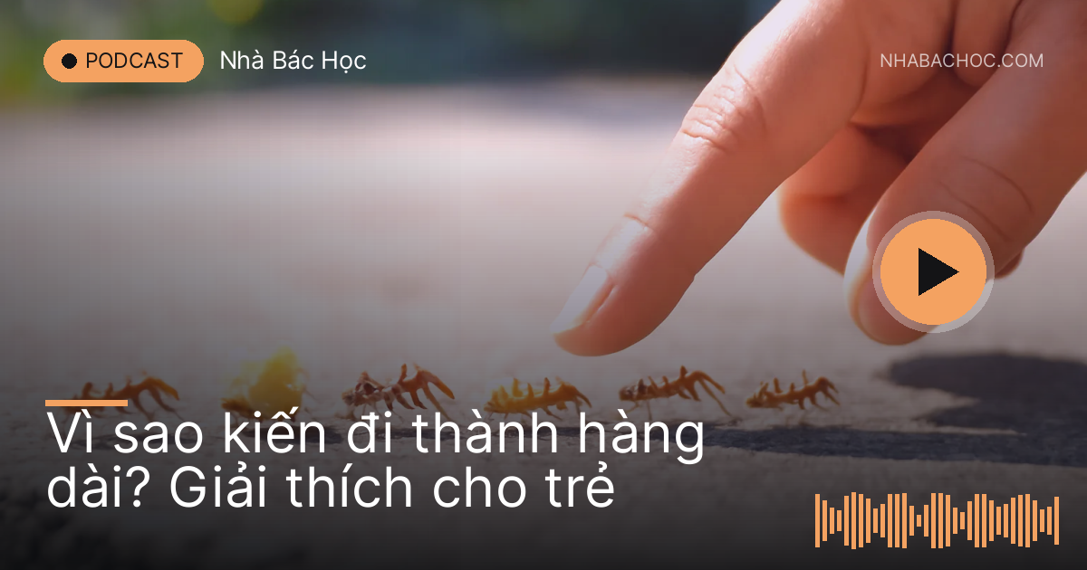 Hàng kiến bò trên bậc thềm mang vụn bánh, ngón tay trẻ chỉ vào