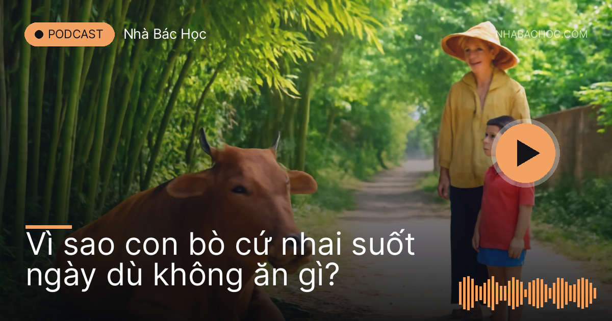 Con bò vàng nằm nhai dưới gốc tre, bé gái và bà đứng xa quan sát