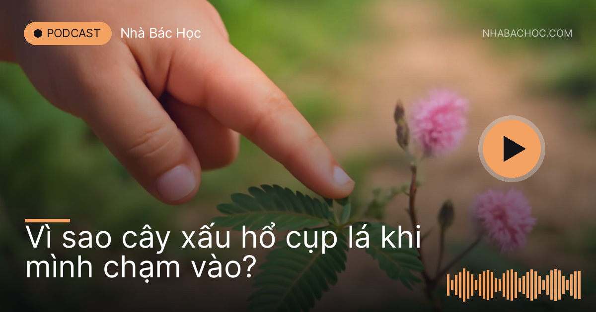 Ngón tay bé chạm nhẹ vào khóm cây xấu hổ, lá đang khép lại